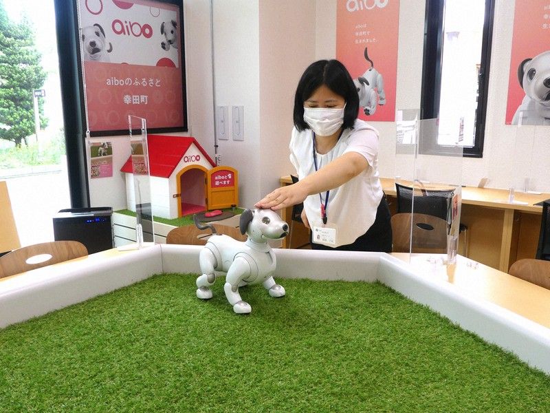 aibo tại quán cà phê hummingbird aibo tại quán cà phê hummingbird
